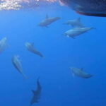 Exclusive Whale & Dolphin Tours in Sri Lanka: Trincomalee - Detailed Breakdown of the Itinerary