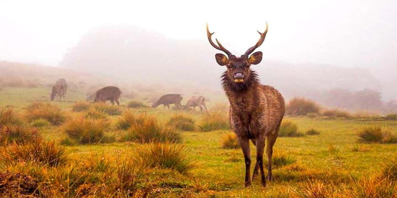 Explore Kandy & Nuwara Eliya in 2 days - Exploring Nuwara Eliya’s Charm