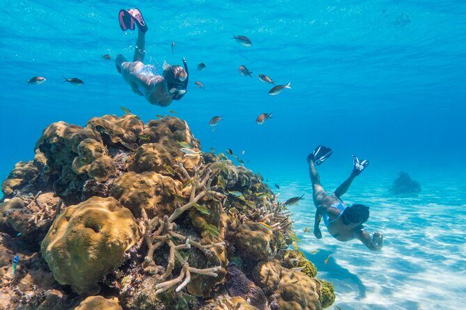 Explore Nassau's Best Spots with Snorkeling Tour - What’s Included and What’s Not