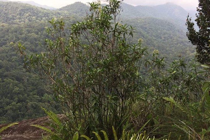 Explore Sinharaja Rainforest Lions Rock Hike Full day - Who Will Love This Tour?