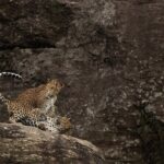 Explore Wilpattu National Park Private 4WD Tour - Practical Details: Transport, Timing, and Group Size