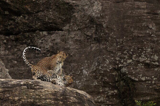 Explore Wilpattu National Park Private 4WD Tour - Practical Details: Transport, Timing, and Group Size