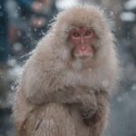 F: Tokyo:Nagano snow monkey/Zenko Ji temple private day tour - The Journey Through Nagano: What to Expect