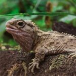 Family trip to staglands wildlife sanctuary - What to Expect During Your Visit