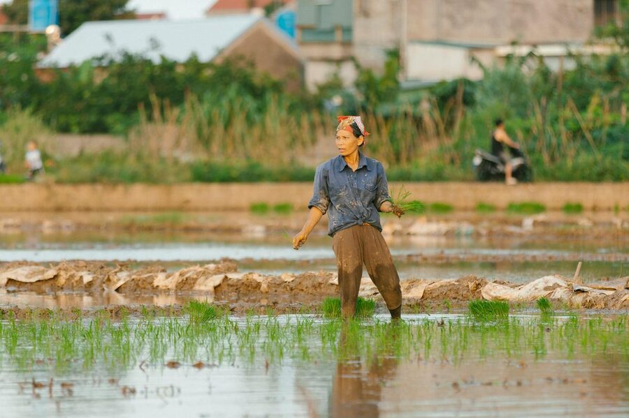 Farmer planting rice in a paddy field in Vietnam