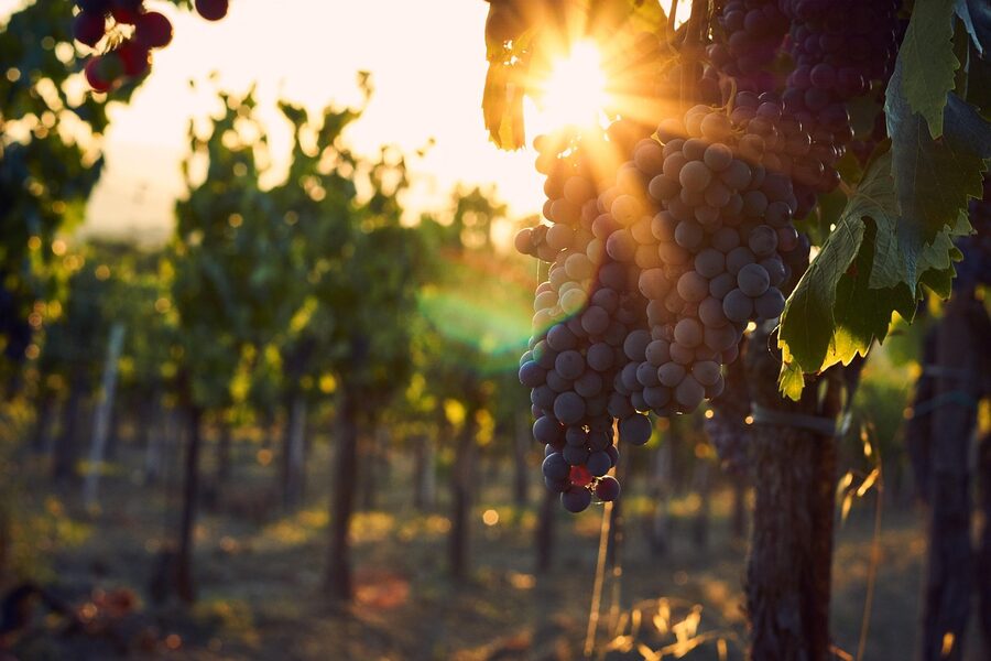 Tuscany vineyards at sunset with backlit vines