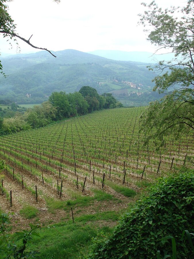 Chianti vineyards in spring
