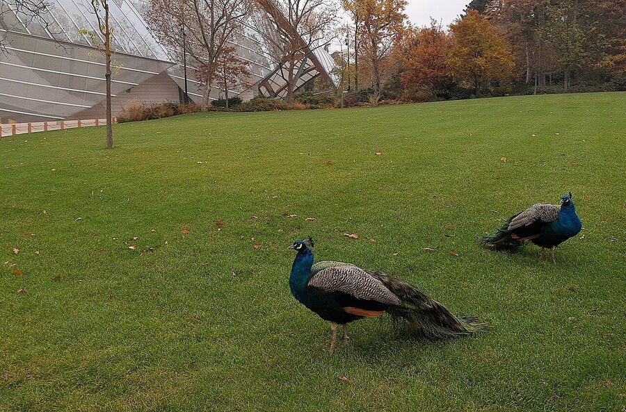 Fondation Louis Vuitton with peacocks from the Jardin d'Acclimatation grounds