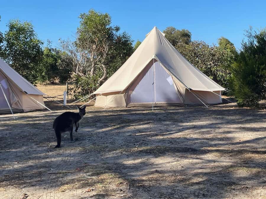 From Adelaide: Kangaroo Island Epic 2-Day Small Group Tour - The Experience: What You Can Expect