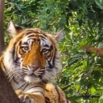 From Agra: Ranthambore, Jaipur & Delhi Multi - Day Tour - What Makes This Tour Stand Out?