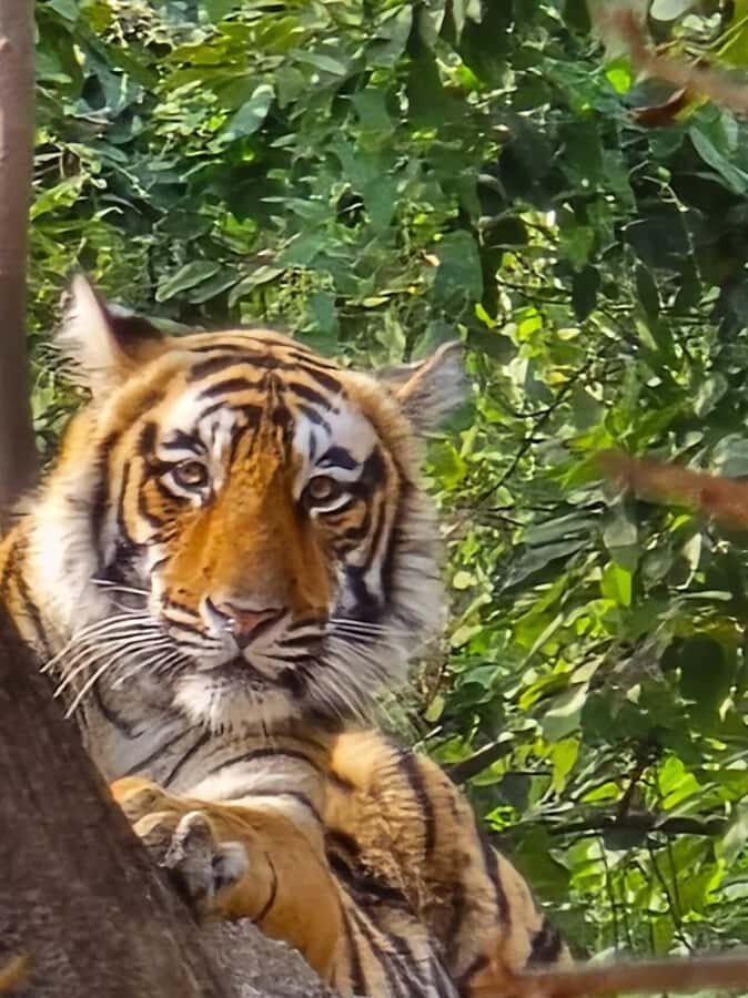 From Agra: Ranthambore, Jaipur & Delhi Multi - Day Tour - What Makes This Tour Stand Out?