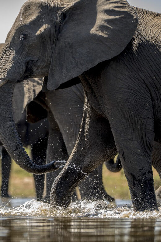 From Agra: Taj Mahal Tour w/ Elephant Conservation - Agra Fort: Architectural Grandeur