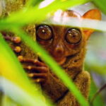 From Bohol: Countryside Private Day Tour - What Travelers Are Saying