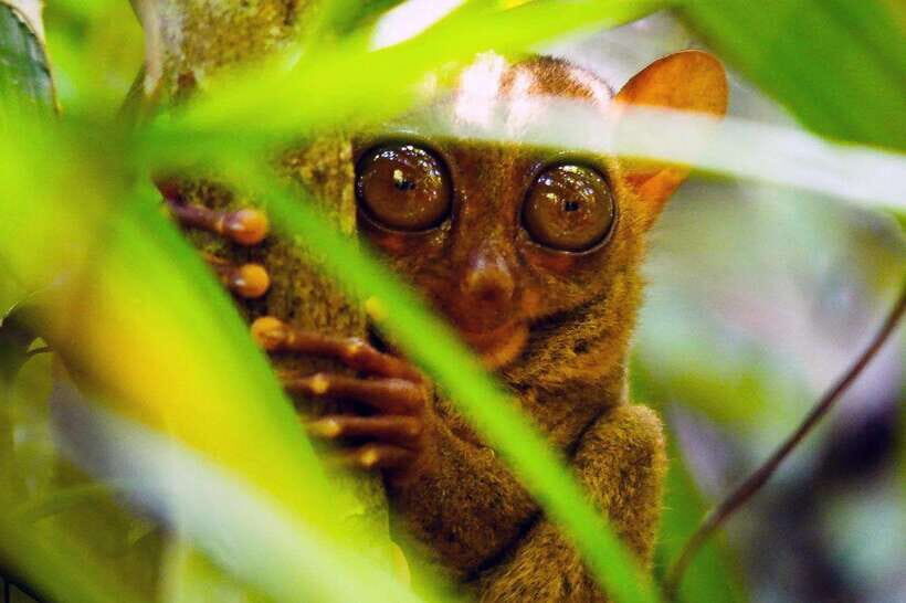 From Bohol: Countryside Private Day Tour - What Travelers Are Saying