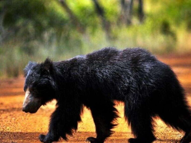 From Colombo: 2-Day Trip to Arugam Bay with Yala Safari - Final Thoughts