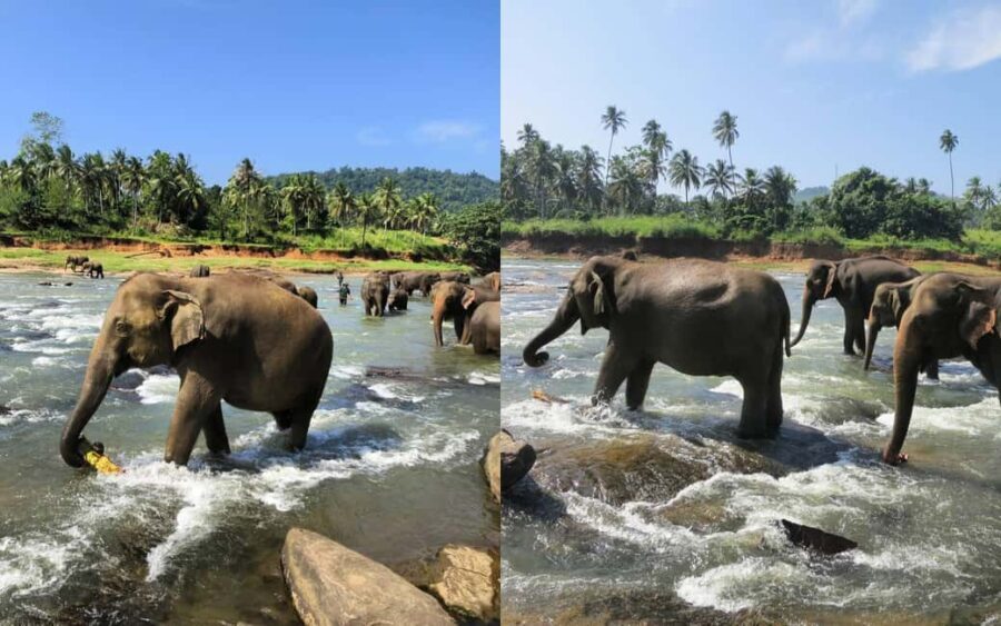 From Colombo: Kandy Temple of Tooth & Elephant Orphanage - Transportation, Timing, and Group Size
