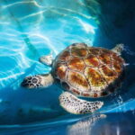 From Colombo/Negombo: Galle, Madu River, and Turtle Hatchery - An In-Depth Review of the Tour Experience