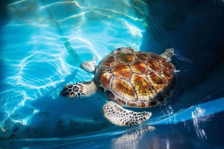 From Colombo/Negombo: Galle, Madu River, and Turtle Hatchery - An In-Depth Review of the Tour Experience