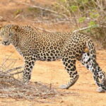 From Colombo: Yala National Park, Galle Mirissa, 2-Day Tour - The Sum Up