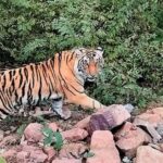 From Delhi: 3 Days Golden Triangle Tour With Tiger Safari - Detailed Tour Breakdown