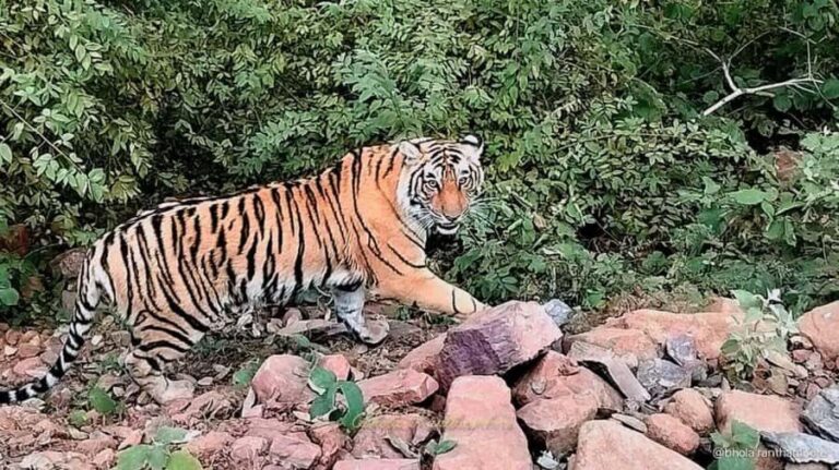 From Delhi: 3 Days Golden Triangle Tour With Tiger Safari - Detailed Tour Breakdown