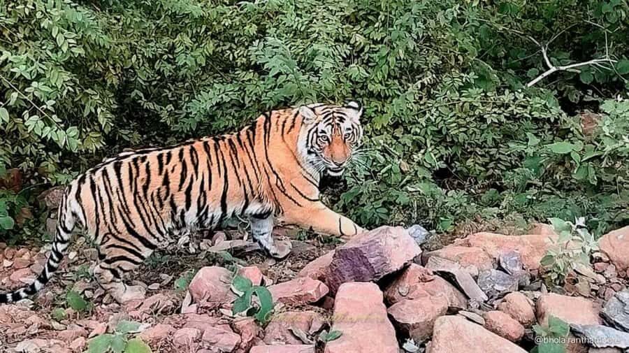 From Delhi: 3 Days Golden Triangle Tour With Tiger Safari - Detailed Tour Breakdown