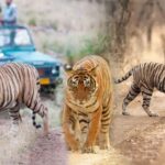 From Delhi: 5-Day Golden Triangle & Ranthambore Tiger Safari - What Makes This Tour Stand Out?