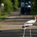 From Delhi, Agra, or Jaipur: Bharatpur Bird Sanctuary Tour - Who Is This Tour Best For?