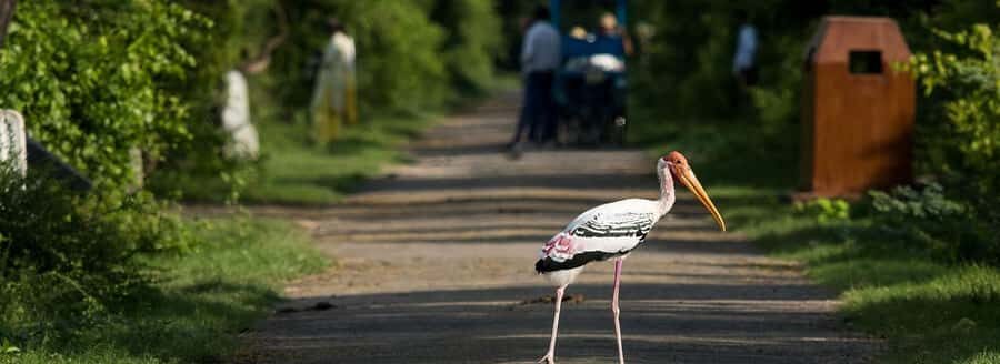From Delhi, Agra, or Jaipur: Bharatpur Bird Sanctuary Tour - Who Is This Tour Best For?