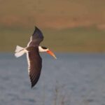 From Delhi: Chambal River Safari with Jeep and Boat Ride - Detailed Breakdown of the Experience