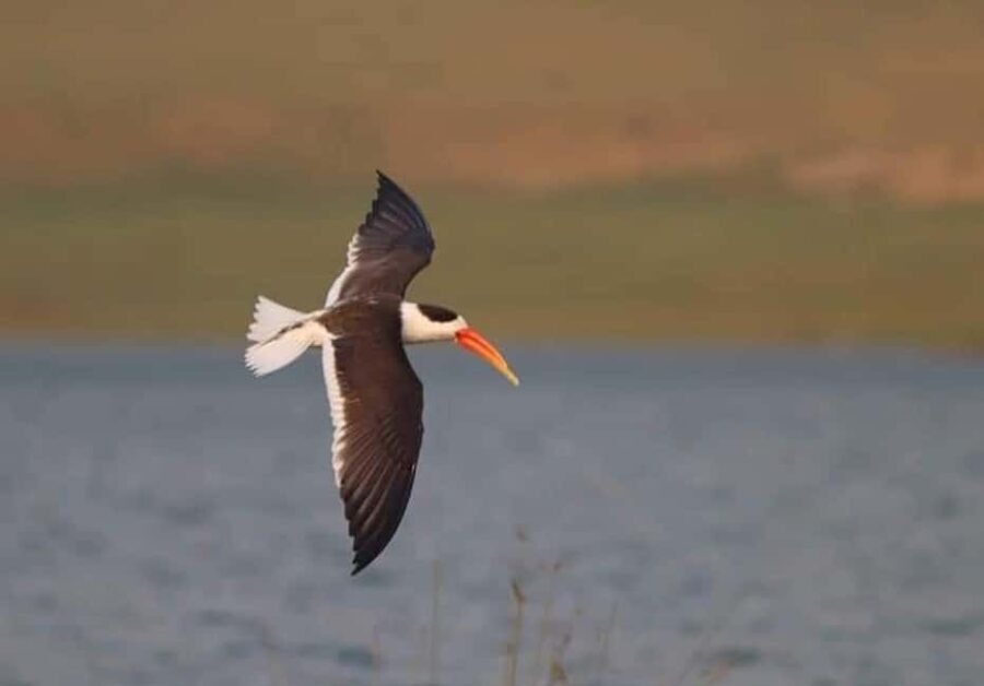 From Delhi: Chambal River Safari with Jeep and Boat Ride - Detailed Breakdown of the Experience