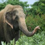 From Delhi: Day Trip to Taj Mahal, Agra Fort & Elephant SOS - The Practicalities and Logistics