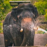 From Delhi: Taj Mahal & Agra Tour & Elephant SOS & 5*Lunch - The Value of This Tour