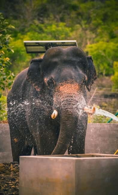 From Delhi: Taj Mahal & Agra Tour & Elephant SOS & 5*Lunch - The Value of This Tour