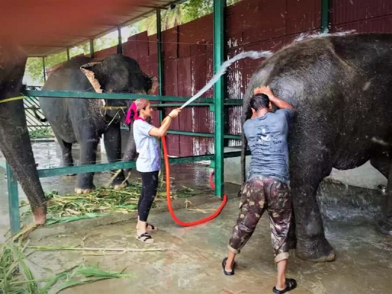 From Delhi: Taj Mahal & Agra Tour with Elephant Wildlife SOS - Practical Tips for Your Trip