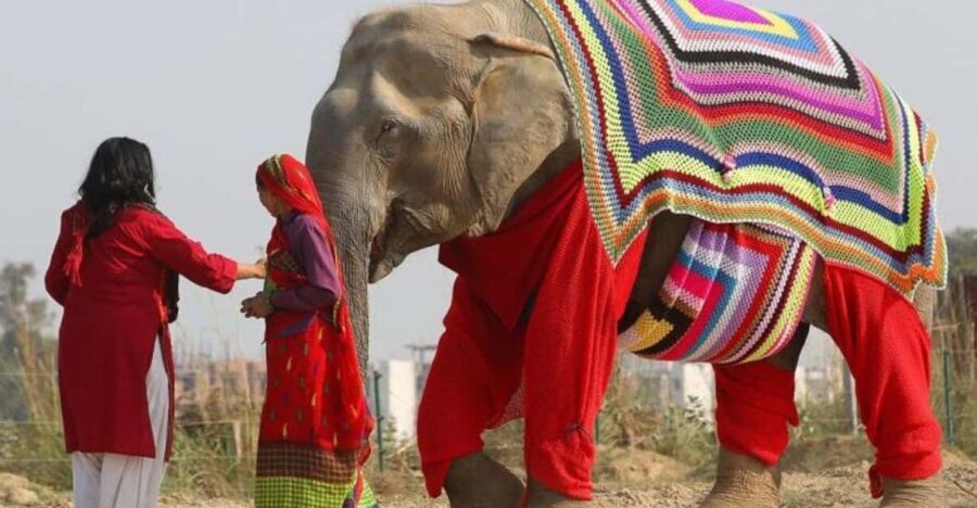 From Delhi: Taj Mahal with Photographer & Elephant SOS Tour - Why This Tour Offers Great Value