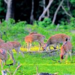 From Ella to Yala National Park Safari with Tree House Stay - Checking into the Luxury Glamping