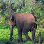 From Ella to Yala National Park Safari with Tree House Stay - The Journey Begins in Ella: Scenic and Inviting