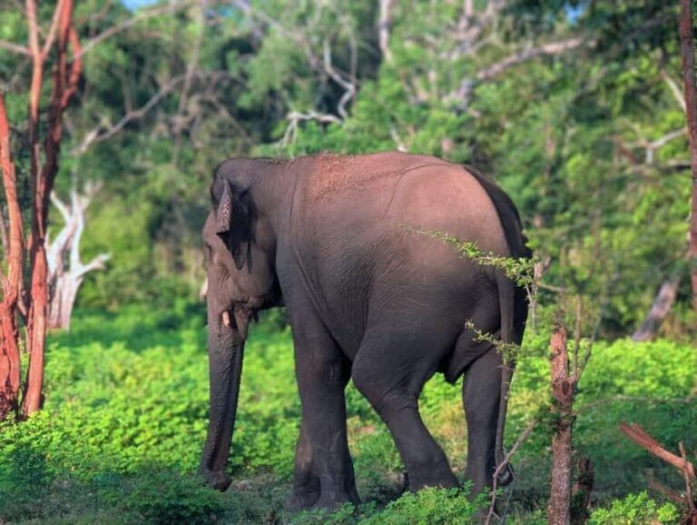 From Ella to Yala National Park Safari with Tree House Stay - The Journey Begins in Ella: Scenic and Inviting