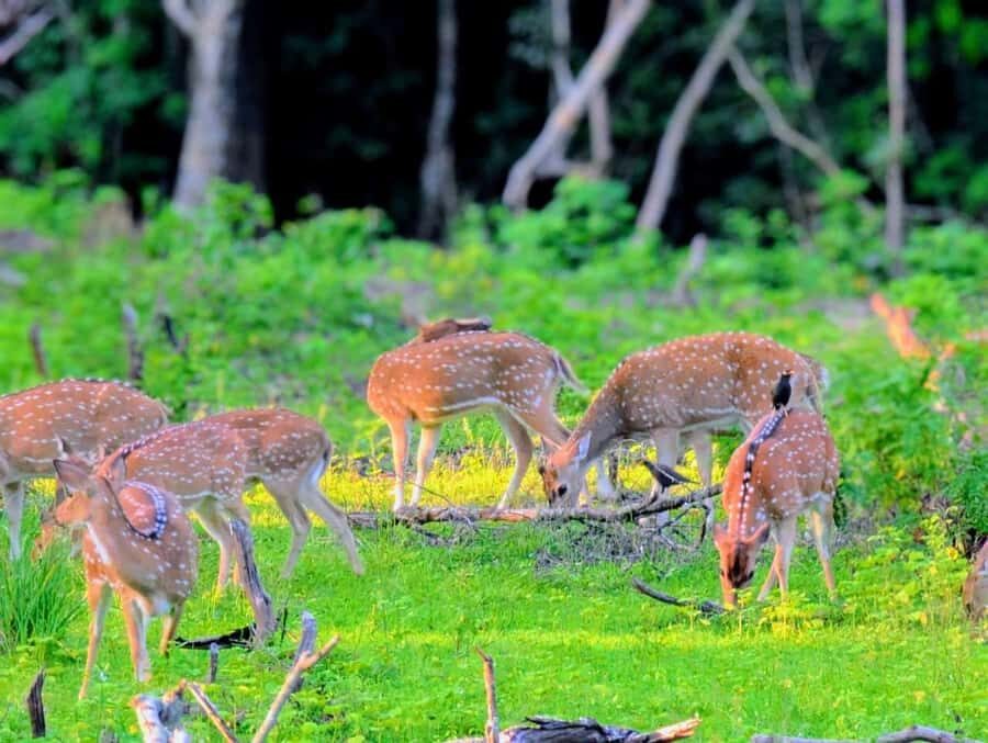 From Ella to Yala National Park Safari with Tree House Stay - Checking into the Luxury Glamping