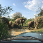 From Ella: Udawalawe National Park Safari with Elephant - Scenic Stops: Udawalawe Lake and Ravana Waterfall