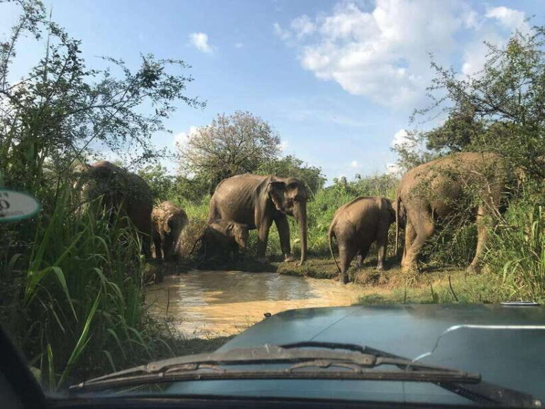 From Ella: Udawalawe National Park Safari with Elephant - Scenic Stops: Udawalawe Lake and Ravana Waterfall