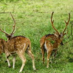 From Ella - Yala National Park Leopard Safari Tour - Is It Worth the Price?