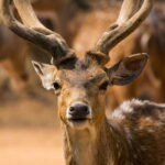 From Galle: Yala Day Trip with Free Entrance and Food - Does the Tour Offer Good Value?