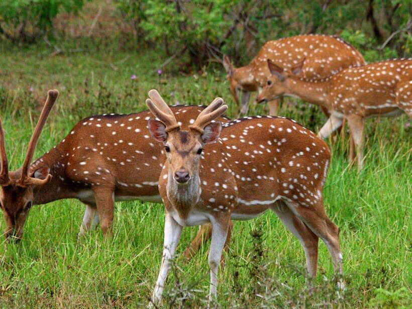 From Hambantota Harbor: Bundala National Park Safari-Private - Practical Details and What to Expect