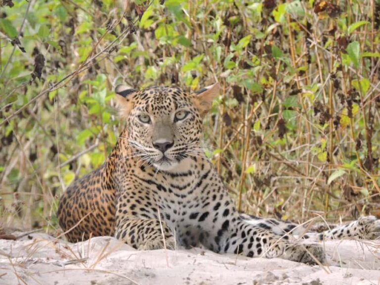 From Hambantota Port: All Inclusive Half Day Safari in Yala - Exploring the Itinerary: What to Expect