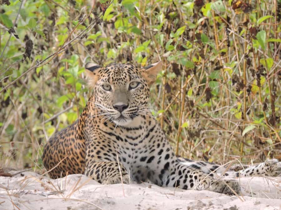 From Hambantota Port: All Inclusive Half Day Safari in Yala - Exploring the Itinerary: What to Expect