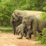 From Hambantota Port: Yala National Park Safari - What to Expect During the Tour