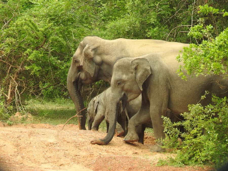 From Hambantota Port: Yala National Park Safari - What to Expect During the Tour