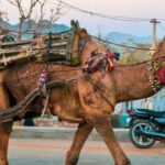 From Jaipur : Ajmer Pushkar Private Tour by Cab with Guide - Exploring Rajasthan’s Sacred Landmarks in a Day